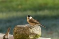 Mésange nonnette